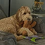 Clover joined the competition — help win amazing prizes! dog, stuffed_toy, plush_toy, armchair, gray_furniture, curly_fur, pet, indoor, relaxed, cozy, home_decor, table, vase, decorative, brown, purple, green, paws, clutching, resting