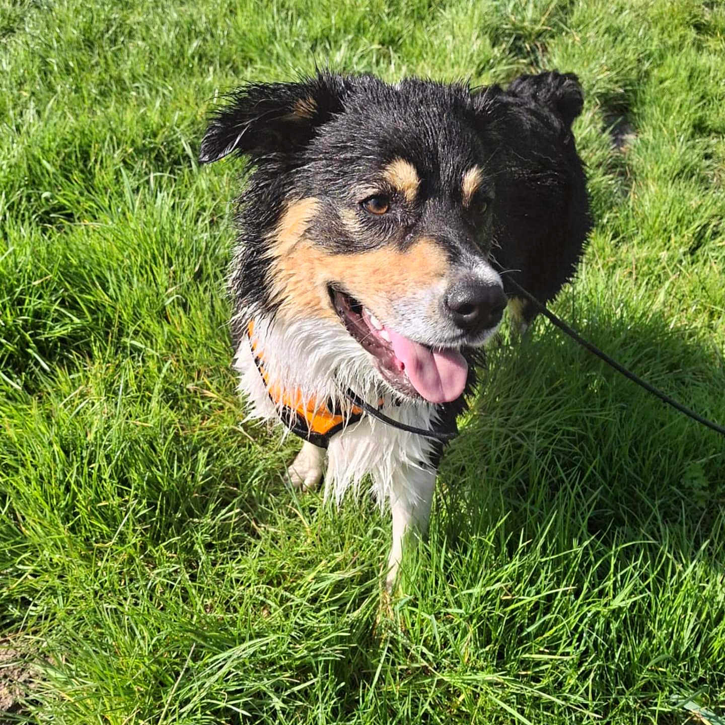 Olaf participe au concours pour gagner de l'argent avec cette photo : animal, canine, daylight, dog, ears, fur, grass, green, happy, leash, muzzle, nature, orange_harness, outdoor, pet, playful, sunny, tongue_out, walking, wet_fur