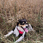 Olaf participe au concours pour gagner de l'argent avec cette photo : animal, black, brown, canine, daytime, dog, field, fur, grass, happy, harness, lying_down, nature, outdoor, pet, relaxed, smiling, sunlight, tongue_out, white