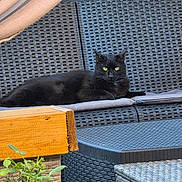 Tokyo a rejoint le concours — aidez-le/la à gagner de superbes lots ! animal, backyard, black_cat, cat, closeup, cushion, daylight, domestic_cat, furniture, outdoor, patio, pet, plant, relaxed, resting, summer, sunlight, wooden_table, woven_chair, yellow_eyes