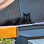 animal, backyard, black_cat, cat, closeup, cushion, daylight, domestic_cat, furniture, outdoor, patio, pet, plant, relaxed, resting, summer, sunlight, wooden_table, woven_chair, yellow_eyes