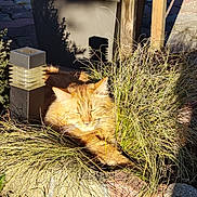 Simba participe au concours pour gagner de l'argent avec cette photo : cat, orange_cat, sunlight, grass, garden, outdoor, plant, lamp, wood, shadow, relaxing, pet, feline, nature, daylight, sleeping, resting, cute, animal, fluffy