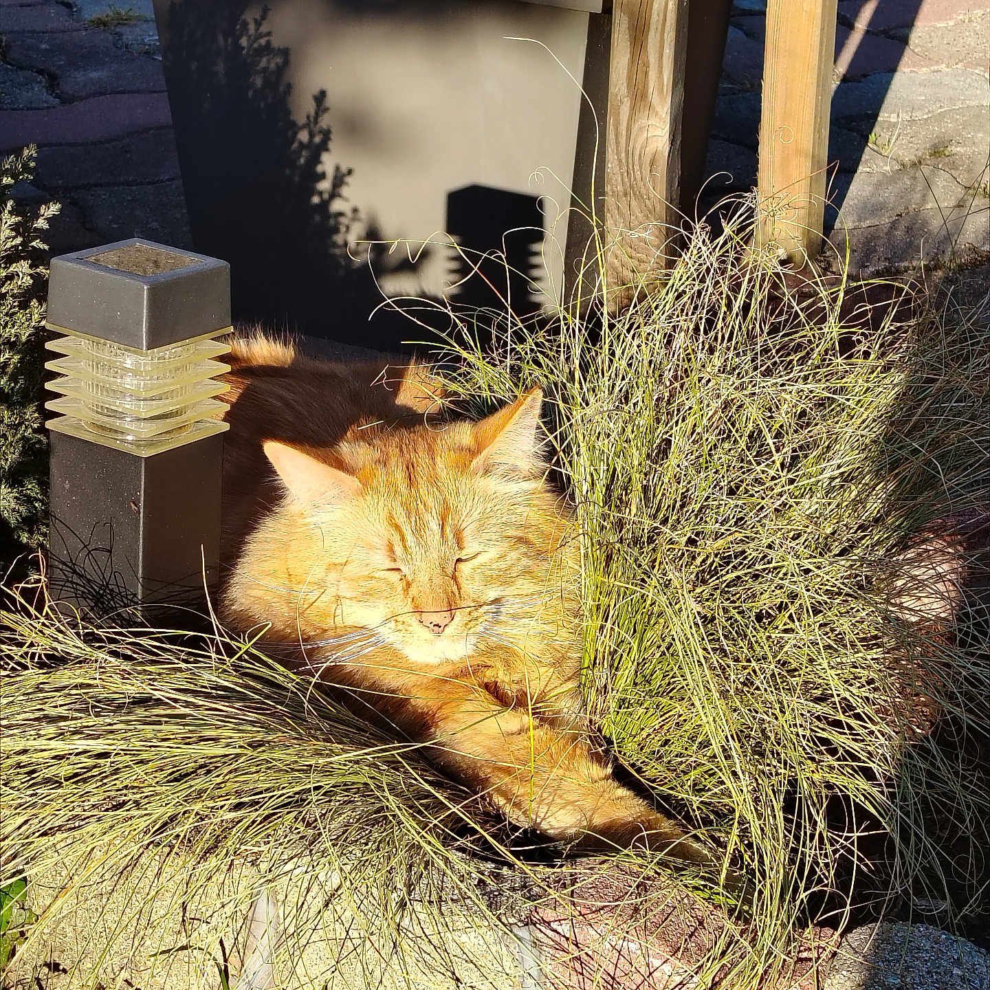 Simba participe au concours pour gagner de l'argent avec cette photo : cat, orange_cat, sunlight, grass, garden, outdoor, plant, lamp, wood, shadow, relaxing, pet, feline, nature, daylight, sleeping, resting, cute, animal, fluffy
