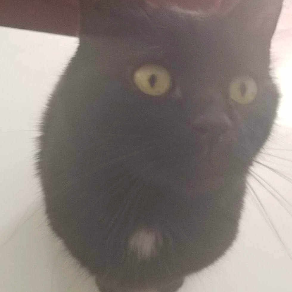 Minou