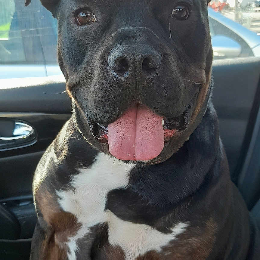 Buddy