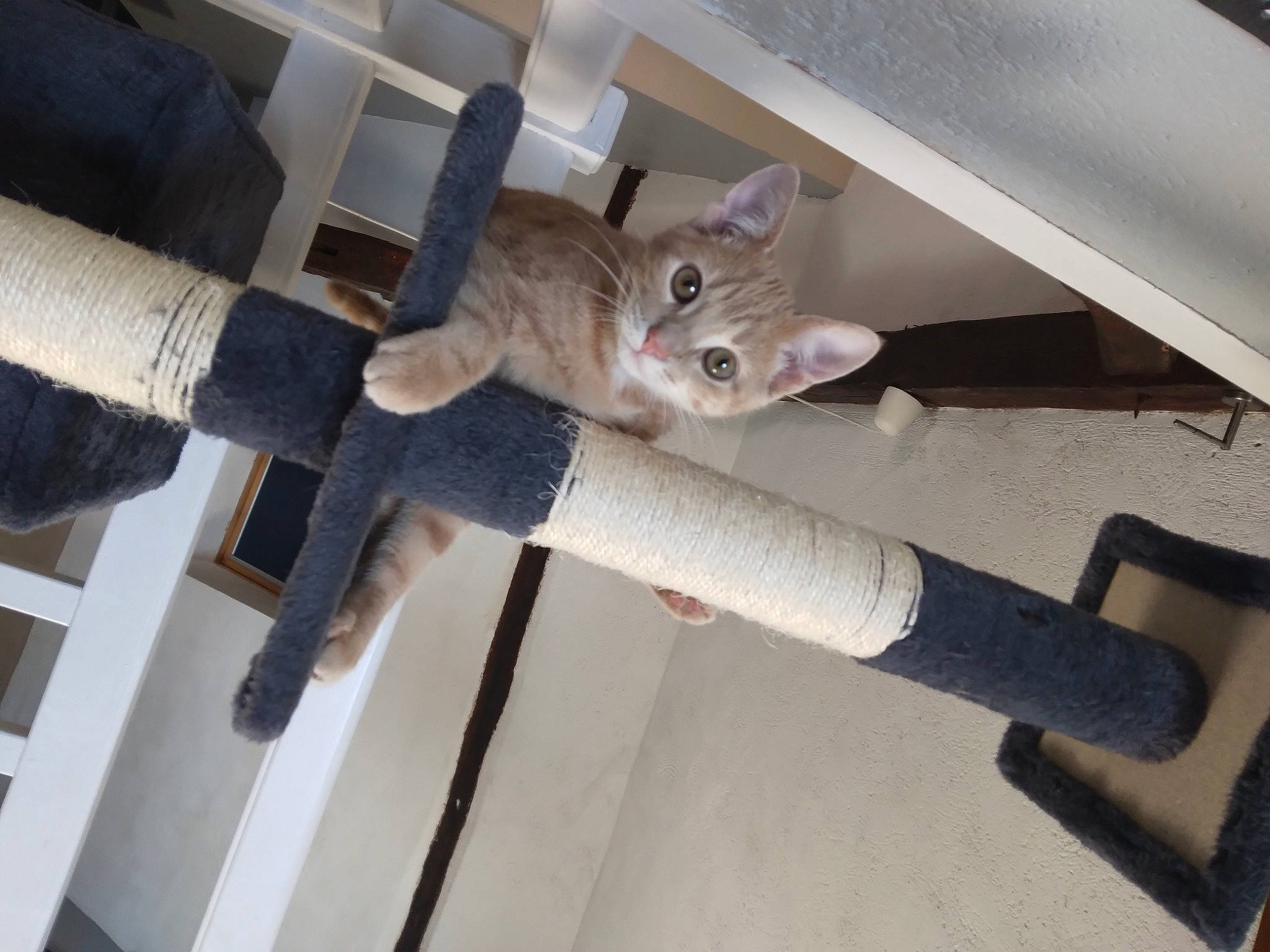 Zeleph a rejoint le concours — aidez-le/la à gagner de superbes lots ! canidae, carnivore, cat, chair, comfort, domestic_short_haired_cat, eye, fawn, felidae, fur, hardwood, human_leg, lap, room, sitting, small_to_medium_sized_cats, snout, tail, whiskers, wood