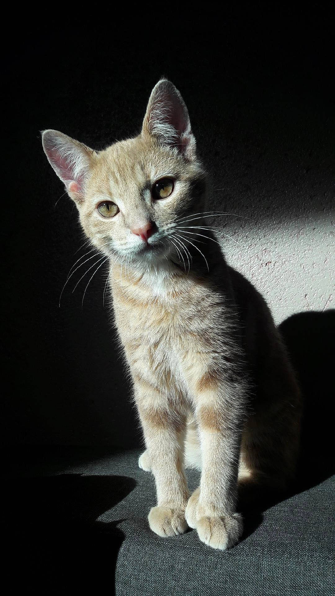 Zeleph a rejoint le concours — aidez-le/la à gagner de superbes lots ! carnivore, cat, claw, curious, darkness, domestic_short_haired_cat, felidae, fur, paw, photo_caption, sitting, small_to_medium_sized_cats, snout, tail, terrestrial_animal, whiskers, wildlife