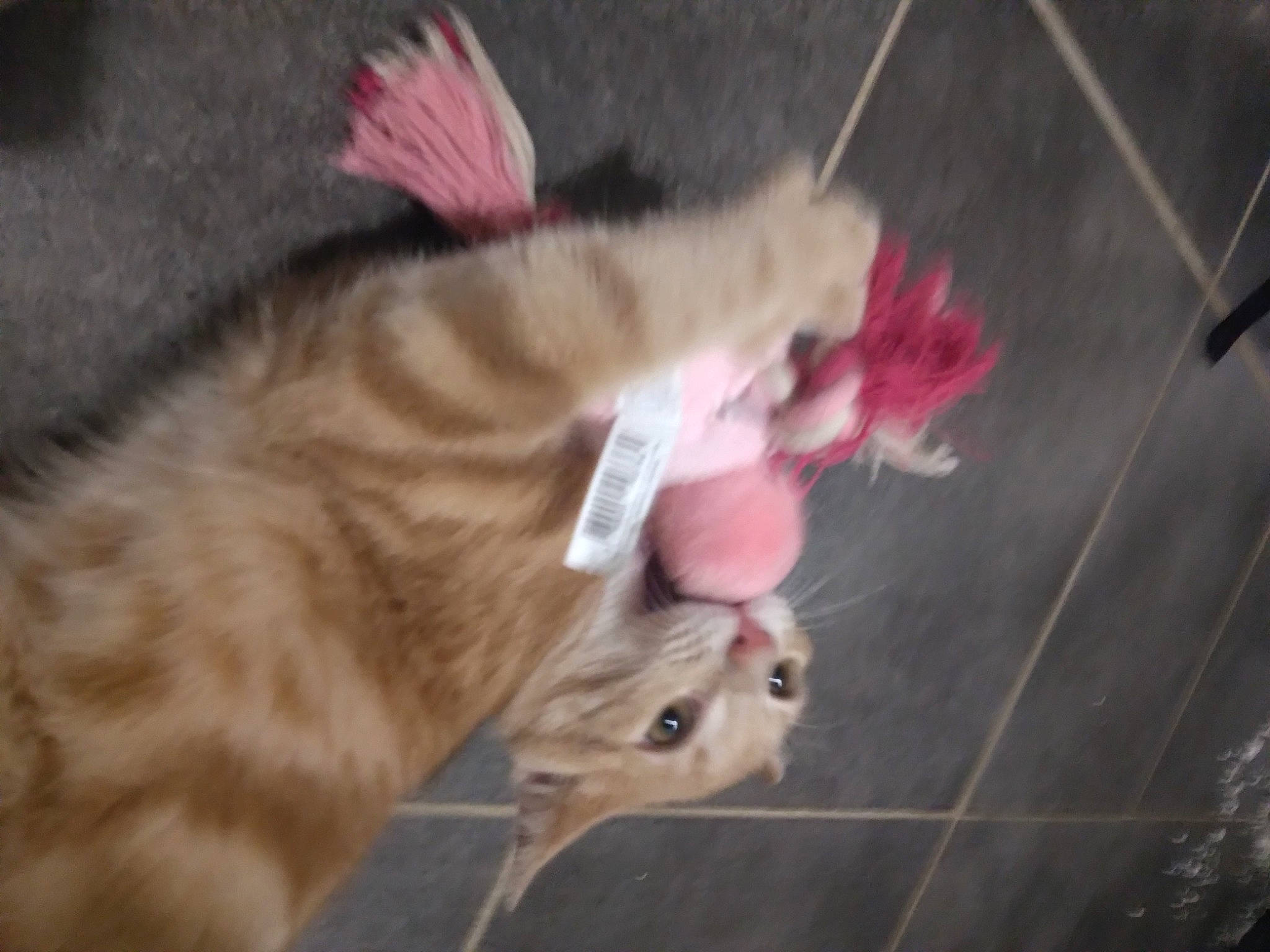 Zeleph a rejoint le concours — aidez-le/la à gagner de superbes lots ! canidae, carnivore, cat, claw, companion_dog, dog_breed, domestic_short_haired_cat, fawn, felidae, foot, fur, mammal, paw, small_to_medium_sized_cats, snout, sporting_group, tail, toy, whiskers, wood