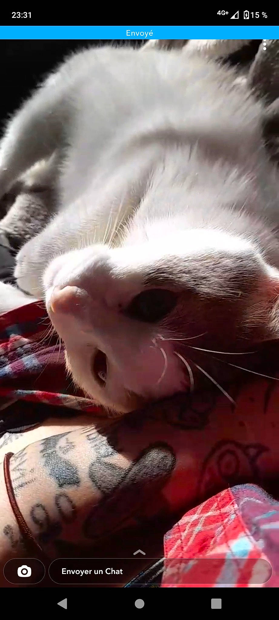 Chtoutinette participe au concours pour gagner de l'argent avec cette photo : black, carnivore, cat, close_up, comfort, domestic_short_haired_cat, ear, fawn, felidae, fur, light, mammal, nose, paw, small_to_medium_sized_cats, snout, tail, vertebrate, whiskers, white