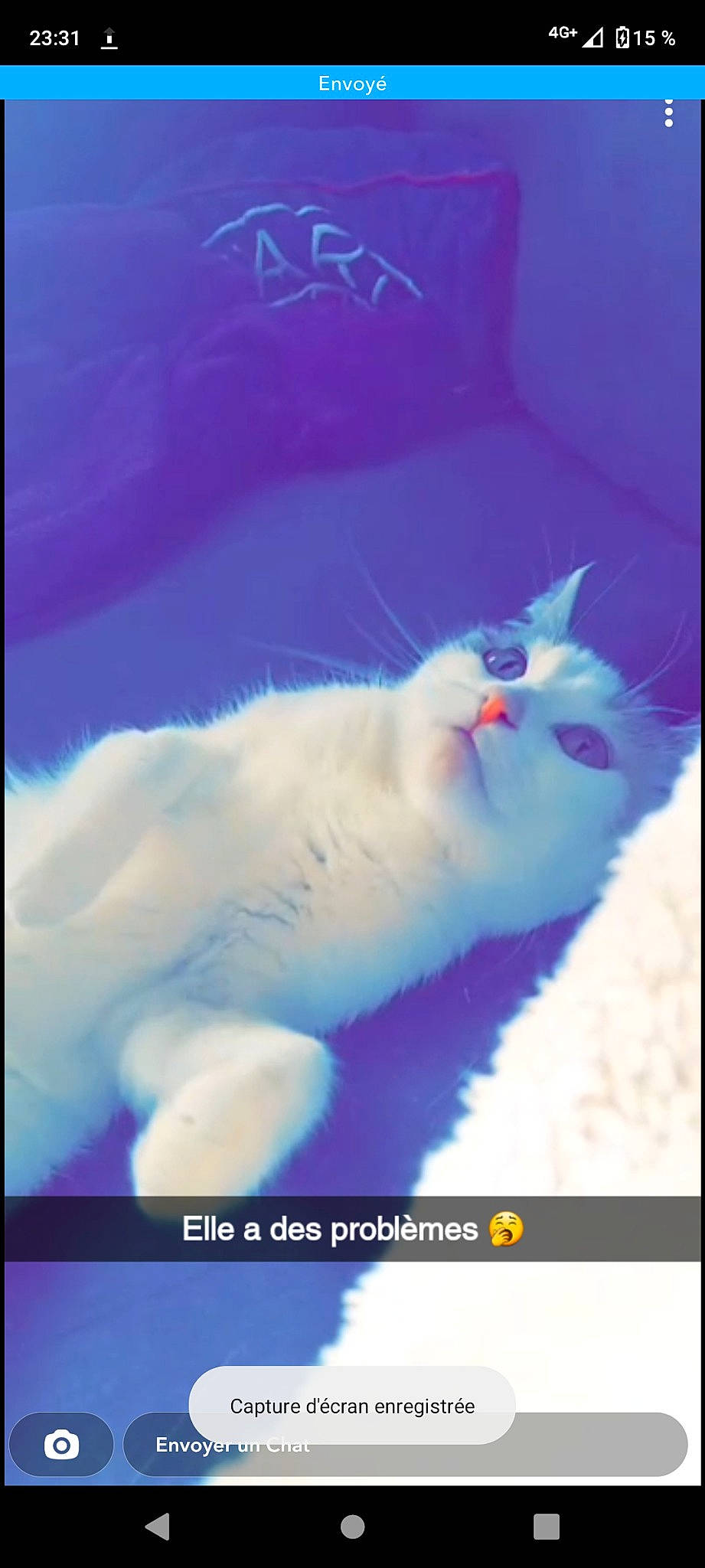 Chtoutinette participe au concours pour gagner de l'argent avec cette photo : carnivore, cat, electric_blue, felidae, font, fur, organism, paw, photo_caption, ragdoll, rectangle, small_to_medium_sized_cats, whiskers, winter