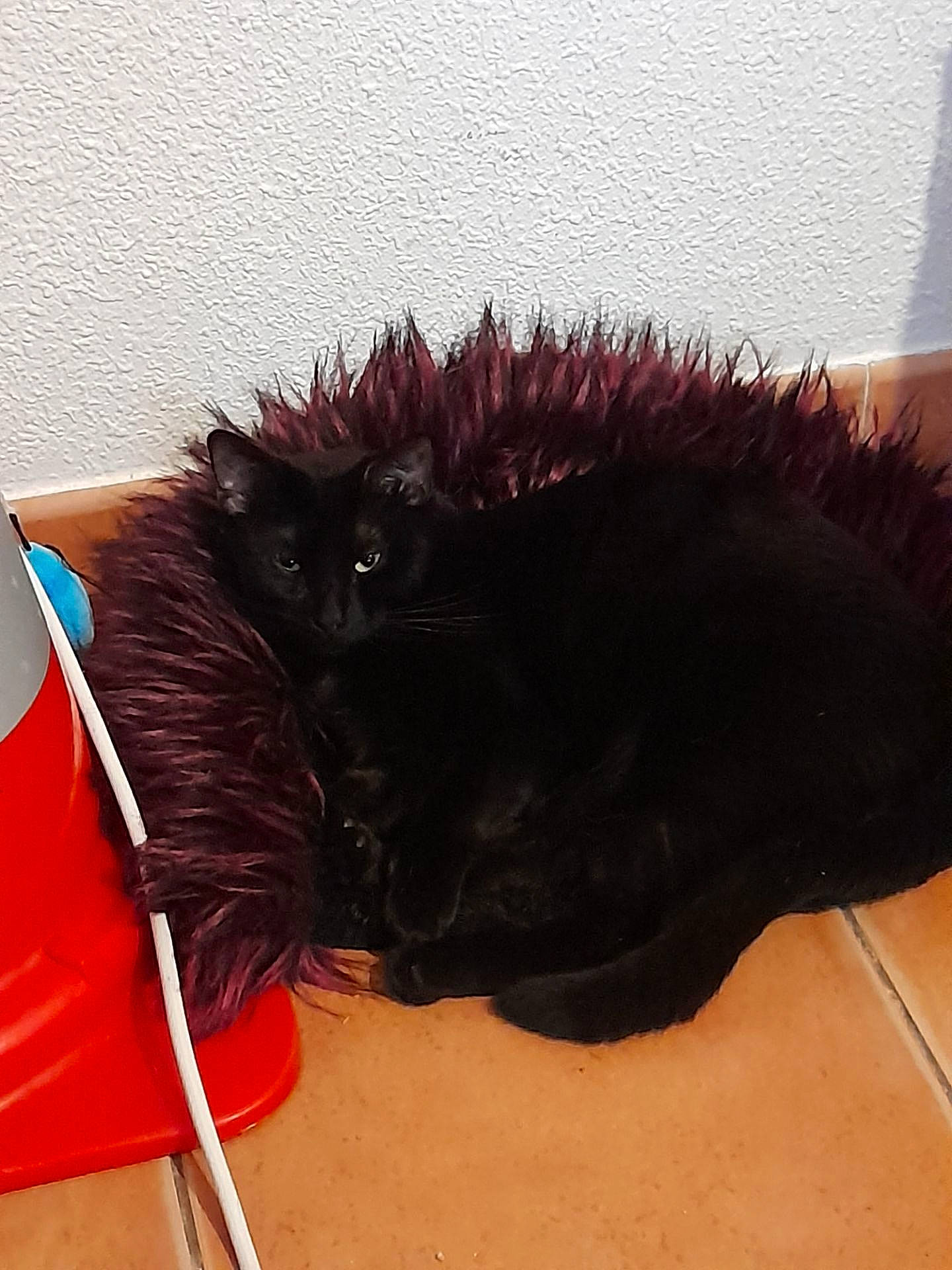 Choupie participe au concours pour gagner de l'argent avec cette photo : companion_dog, costume_accessory, fashion_accessory, feather, felidae, foot, fur, hair, headgear, liver, mammal, natural_material, snout, tail, vertebrate, whiskers