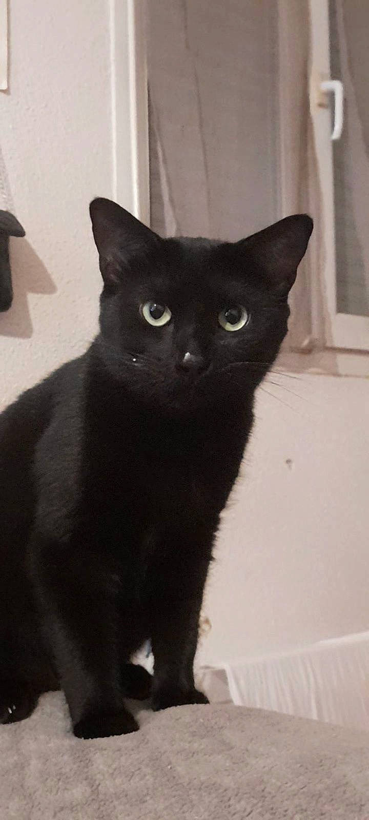 Choupie a rejoint le concours — aidez-le/la à gagner de superbes lots ! black_cat, carnivore, cat, domestic_short_haired_cat, felidae, fixture, fur, small_to_medium_sized_cats, snout, tail, terrestrial_animal, whiskers