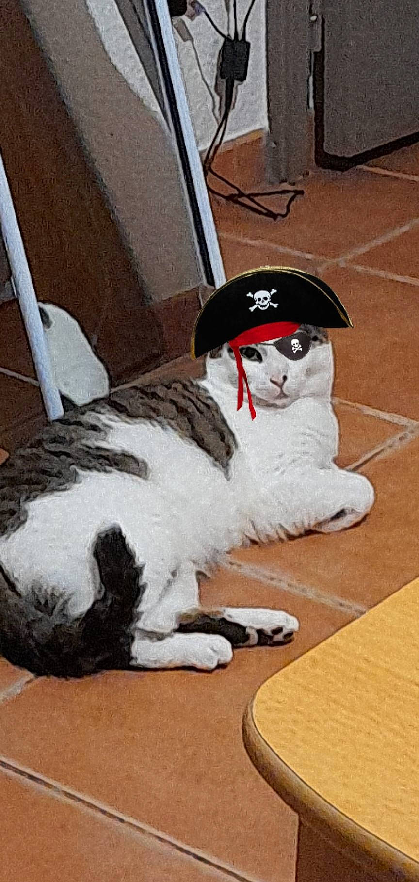 Toutpetit a rejoint le concours — aidez-le/la à gagner de superbes lots ! canidae, cap, carmine, carnivore, companion_dog, costume, dog, dog_breed, fictional_character, flooring, fur, games, hardwood, hat, mascot, sporting_group, table, tail, wood, wood_stain