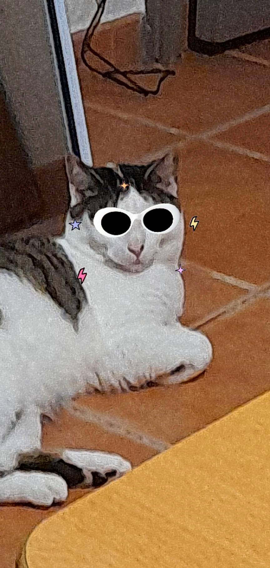 Toutpetit a rejoint le concours — aidez-le/la à gagner de superbes lots ! art, bag, carmine, carnivore, cat, domestic_short_haired_cat, fashion_accessory, fawn, felidae, flooring, fur, grey, head, linens, luggage_and_bags, small_to_medium_sized_cats, snout, stuffed_toy, tail, whiskers