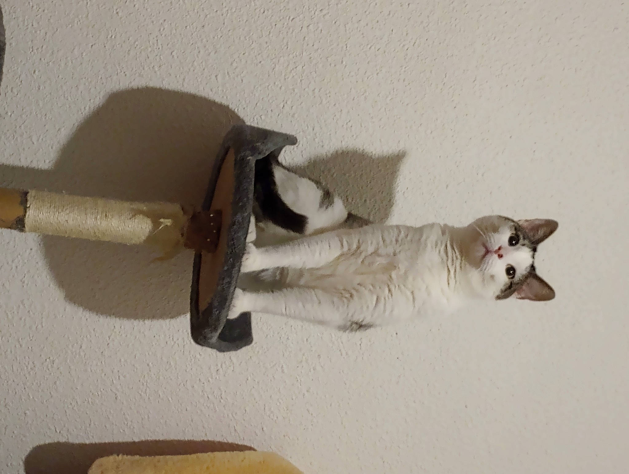 Toutpetit participe au concours pour gagner de l'argent avec cette photo : carnivore, ceiling, comfort, companion_dog, couch, dog, felidae, flooring, fur, hardwood, musical_instrument, paper, paper_product, plywood, room, shadow, small_to_medium_sized_cats, tail, wood, working_animal