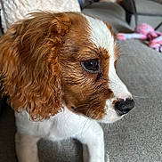 Buddy is registered to the contest to win money with this photo: puppy, dog, close_up, brown_fur, white_fur, curly_fur, couch, indoor, pet, resting, nose, whiskers, soft_texture, blanket, toy, animal, side_view, young_dog, cute, domestic_animal
