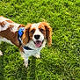 Buddy joined the competition — help win amazing prizes! dog, happy, grass, outdoor, pet, canine, sunlight, brown, white, fur, harness, tongue_out, smiling, ears, nature, animal, daylight, playful, looking_up, cute