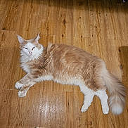 Teddy a rejoint le concours — aidez-le/la à gagner de superbes lots ! cat, fluffy, cream_color, white_color, wooden_floor, indoor, relaxed, pet, feline, stretching, long_hair, tail, ears, whiskers, paws, domestic_animal, animal, cute, resting, laid_back