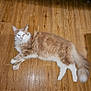 animal, cat, cream_color, cute, domestic_animal, ears, feline, fluffy, indoor, laid_back, long_hair, paws, pet, relaxed, resting, stretching, tail, whiskers, white_color, wooden_floor