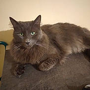 Keops a rejoint le concours — aidez-le/la à gagner de superbes lots ! cat, gray_cat, green_eyes, fluffy, pet, domestic_cat, animal, feline, whiskers, indoor, resting, lying_down, close_up, cute, fur, paw, relaxed, looking_at_camera, table, domestic_animal