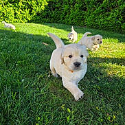 Buddy participe au concours pour gagner de l'argent avec cette photo : puppy, dog, golden_retriever, grass, outdoor, sunlight, greenery, nature, playful, young, cute, animal, pet, fur, tail, collar, garden, daylight, adorable, running