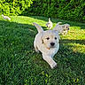 puppy, dog, golden_retriever, grass, outdoor, sunlight, greenery, nature, playful, young, cute, animal, pet, fur, tail, collar, garden, daylight, adorable, running