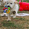 puppy, dog, golden_retriever, toy, play, grass, outdoor, pet, animal, cute, fun, running, backyard, summer, nature, young, mammal, happy, colorful, playful