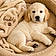 Buddy