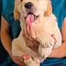 Buddy participe au concours pour gagner de l'argent avec cette photo : puppy, dog, golden_retriever, tongue_out, cute, fluffy, pet, animal, hand, person, blue_clothing, holding, indoor, close_up, young_dog, adorable, friendly, mammal, portrait, soft_light