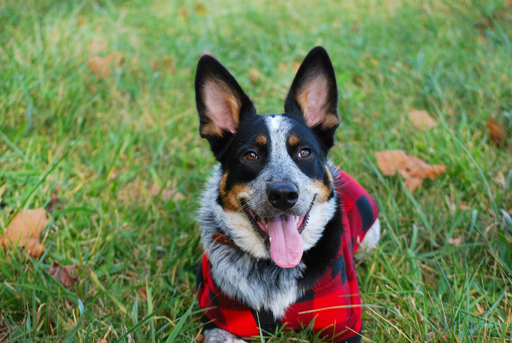 Harley joined the competition — help win amazing prizes! canidae, carnivore, collar, companion_dog, dog, dog_breed, grass, guard_dog, happy, herding_dog, paw, plant, puppy, recreation, snout, sporting_group, toy_dog, whiskers, working_animal, working_dog