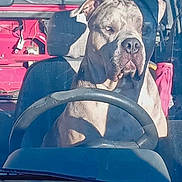 Maya a rejoint le concours — aidez-le/la à gagner de superbes lots ! dog, vehicle, steering_wheel, seat, interior, window, shadow, sunlight, red, black, pet, canine, sitting, closeup, portrait, animal, car, driver_seat, seat_belt, daylight