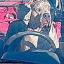 dog, vehicle, steering_wheel, seat, interior, window, shadow, sunlight, red, black, pet, canine, sitting, closeup, portrait, animal, car, driver_seat, seat_belt, daylight