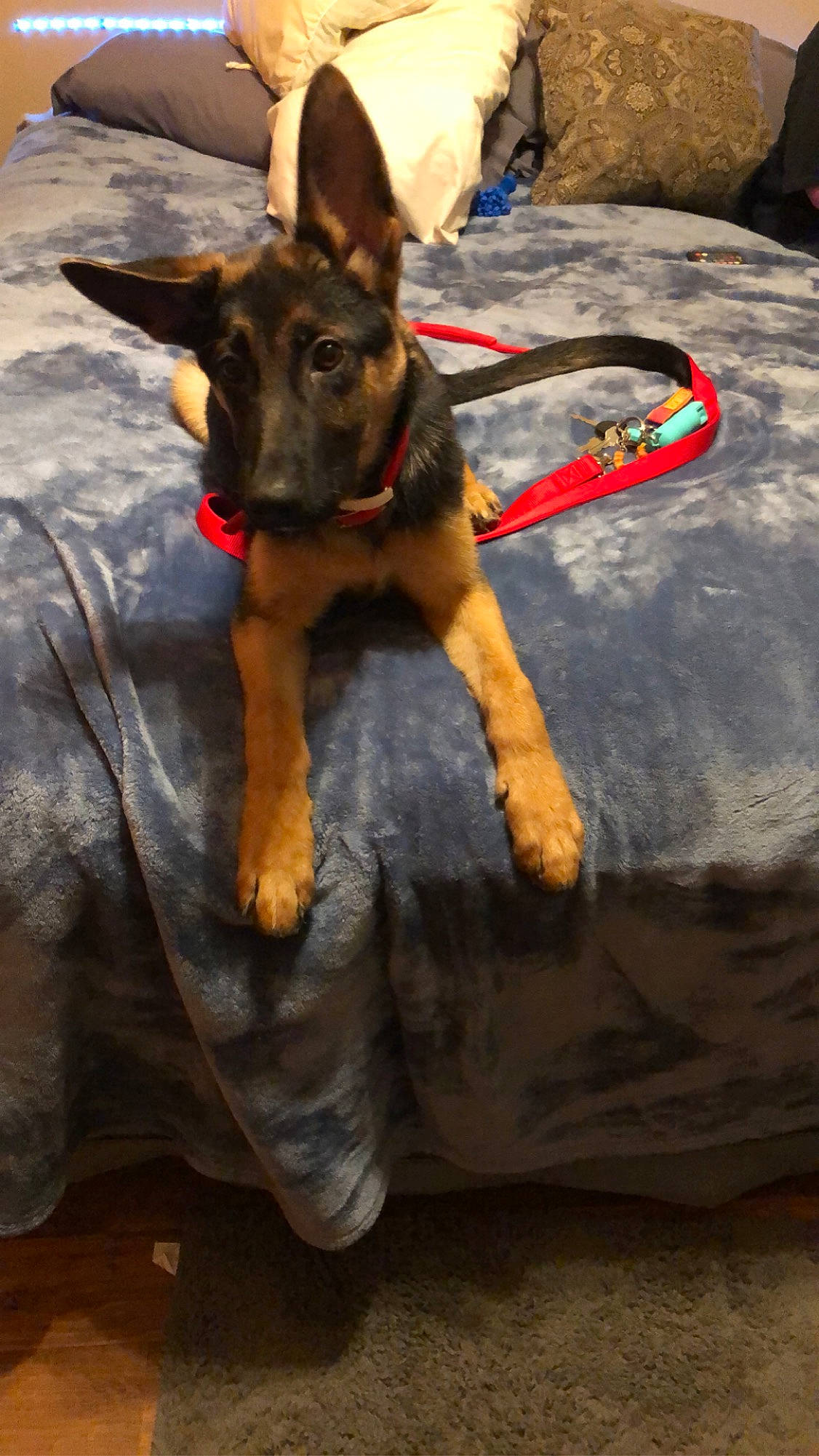 Ace is registered to the contest to win money with this photo: carnivore, collar, companion_dog, dog, dog_breed, dog_collar, dog_supply, east_european_shepherd, event, fashion_accessory, fur, german_shepherd_dog, guard_dog, leash, old_german_shepherd_dog, pet_supply, shadow, working_animal, working_dog