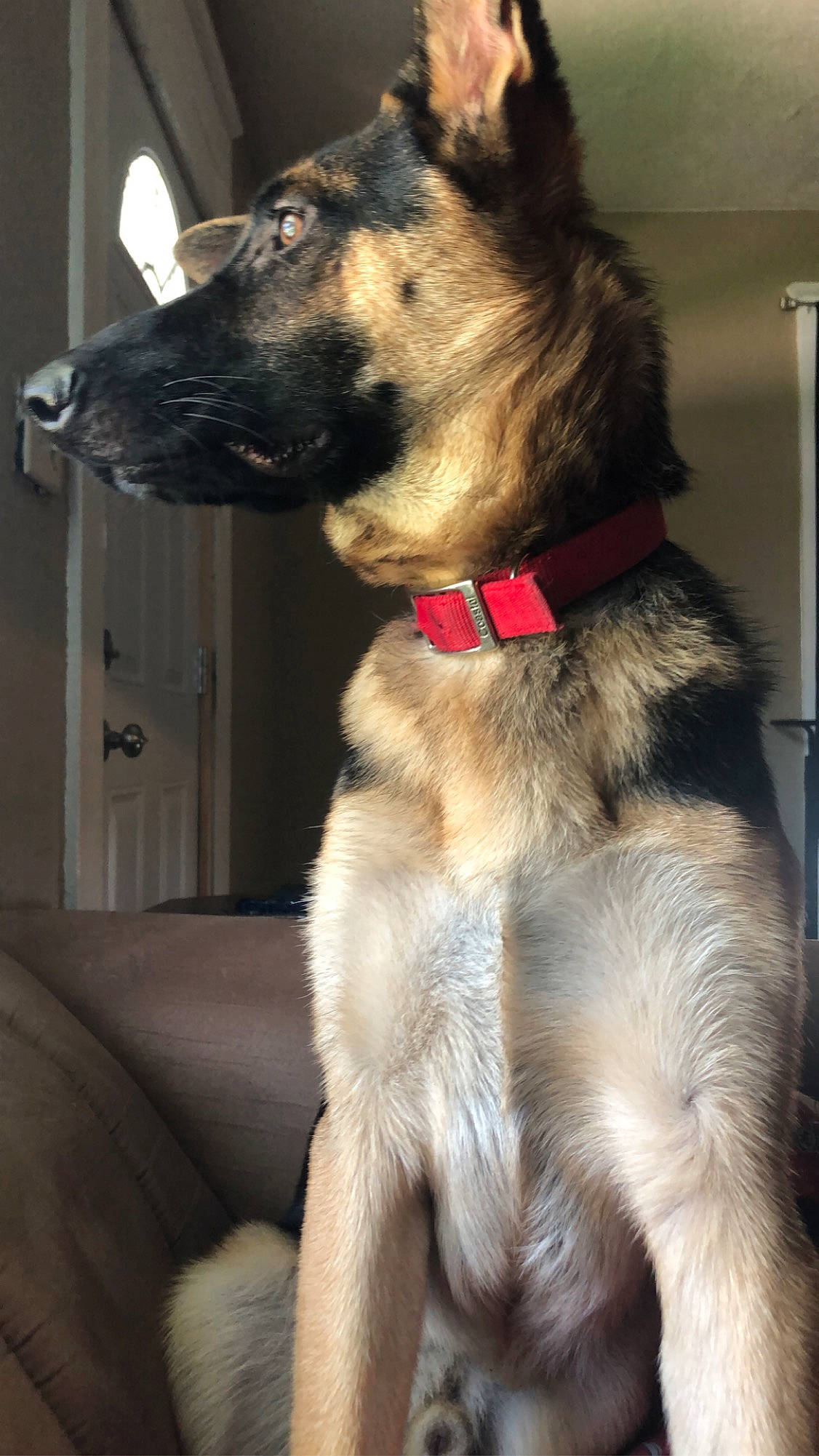 Ace is registered to the contest to win money with this photo: canidae, carnivore, collar, companion_dog, couch, dog, dog_breed, dog_collar, dog_supply, door, fawn, fur, german_shepherd_dog, king_shepherd, leash, old_german_shepherd_dog, pet_supply, snout, sporting_group, working_animal