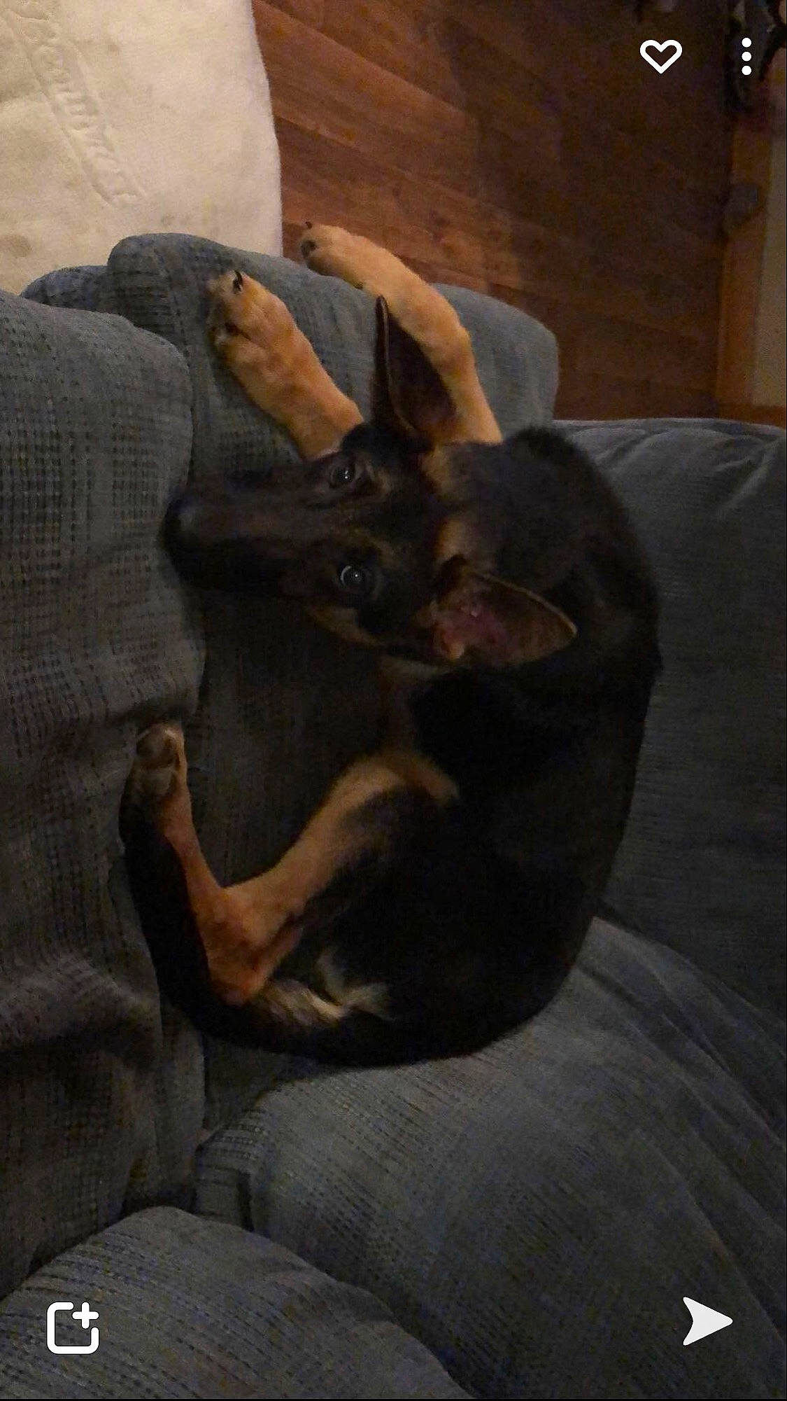 Ace joined the competition — help win amazing prizes! art, carnivore, comfort, companion_dog, dog, dog_breed, ear, fawn, felidae, fur, gesture, grey, human_leg, small_to_medium_sized_cats, snout, sporting_group, toy_dog, whiskers, wood, working_animal