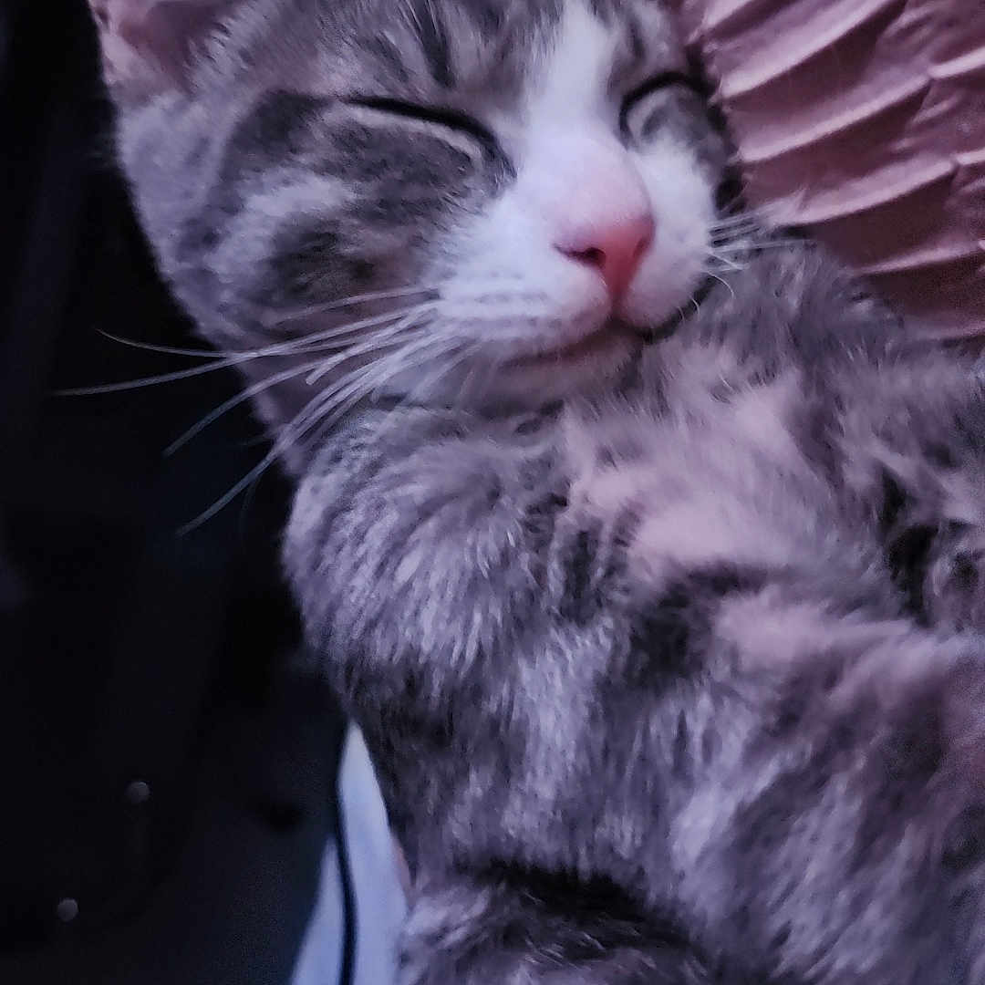 Felix is registered to the contest to win money with this photo: abyssinian, angora, animal, bodypart, cat, couch, furniture, kitten, manx, mouth, person, pet, siamese, sleeping, tongue