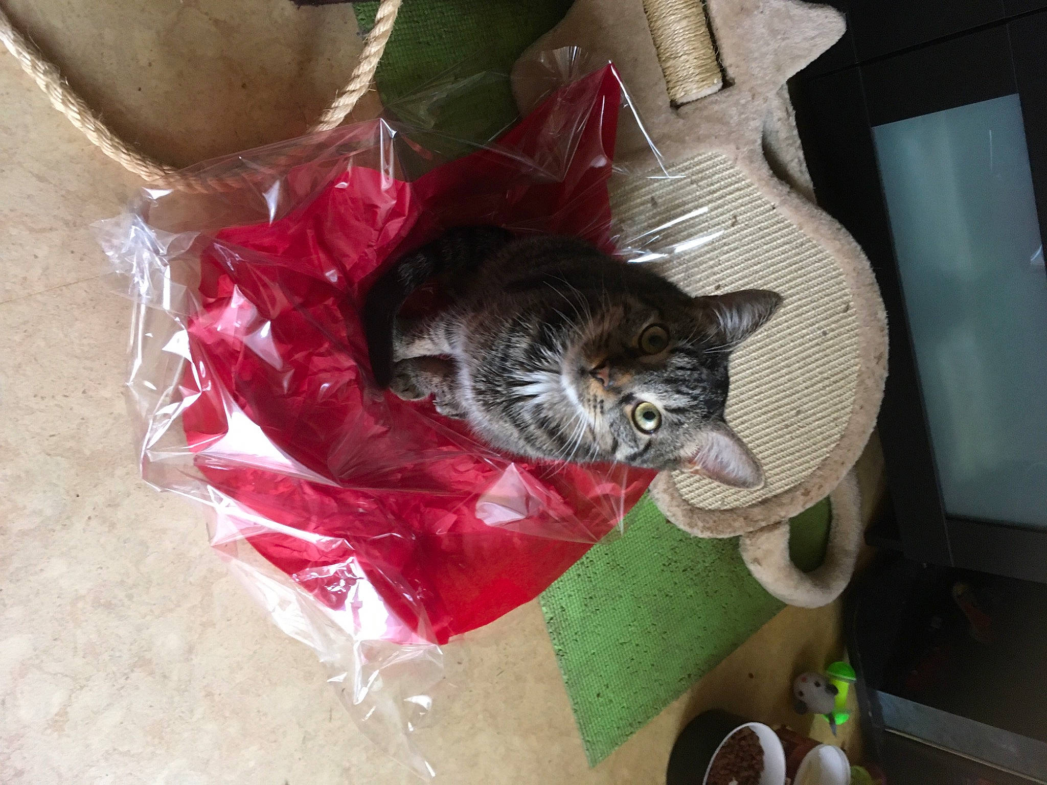 Bowie a rejoint le concours — aidez-le/la à gagner de superbes lots ! carnivore, cat, cat_supply, domestic_short_haired_cat, felidae, pet_supply, plastic_bag, small_to_medium_sized_cats, tabby_cat, whiskers