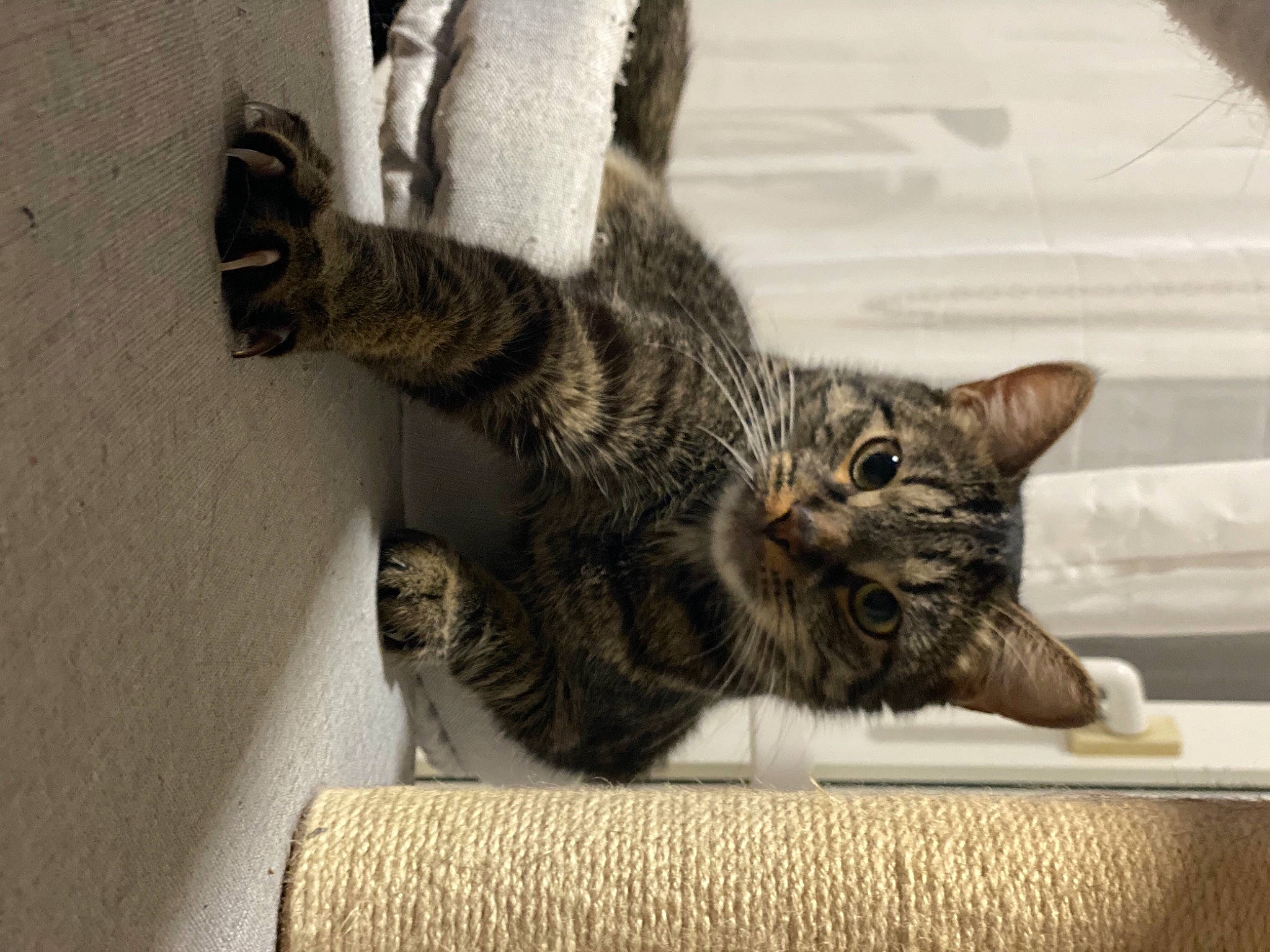 Bowie participe au concours pour gagner de l'argent avec cette photo : carnivore, cat, domestic_short_haired_cat, felidae, fur, paw, small_to_medium_sized_cats, snout, tabby_cat, tail, vertebrate, whiskers