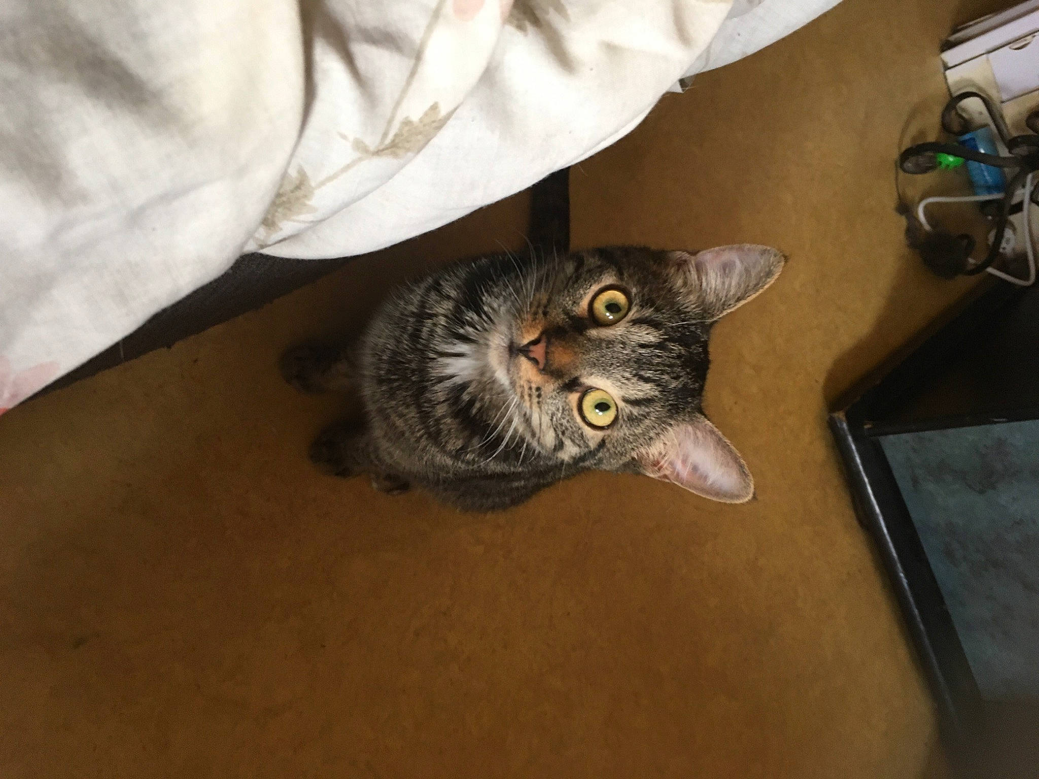 Bowie a rejoint le concours — aidez-le/la à gagner de superbes lots ! cable, carnivore, cat, domestic_short_haired_cat, felidae, fur, gadget, input_device, peripheral, small_to_medium_sized_cats, snout, tabby_cat, whiskers