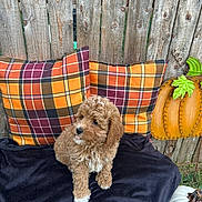 Tucker is registered to the contest to win money with this photo: puppy, dog, curly_fur, plaid_pillow, blanket, wooden_fence, pumpkin, decor, autumn, outdoor, cute, pet, fluffy, brown_dog, small_dog, fall, nature, cozy, sitting, grass