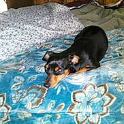 Faith Busby joined the competition — help win amazing prizes! animal, bed, black, blanket, blue, brown, comfort, cozy, dog, domestic_animal, floral_pattern, fur, home, indoor, lying_down, pet, relaxed, resting, sleeping_area, small_dog