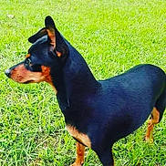 Faith is registered to the contest to win money with this photo: alert, animal, black, canine, companion, daylight, dog, ears, field, fur, grass, mammal, nature, outdoor, pet, side_view, standing, tan, vibrant, watchful