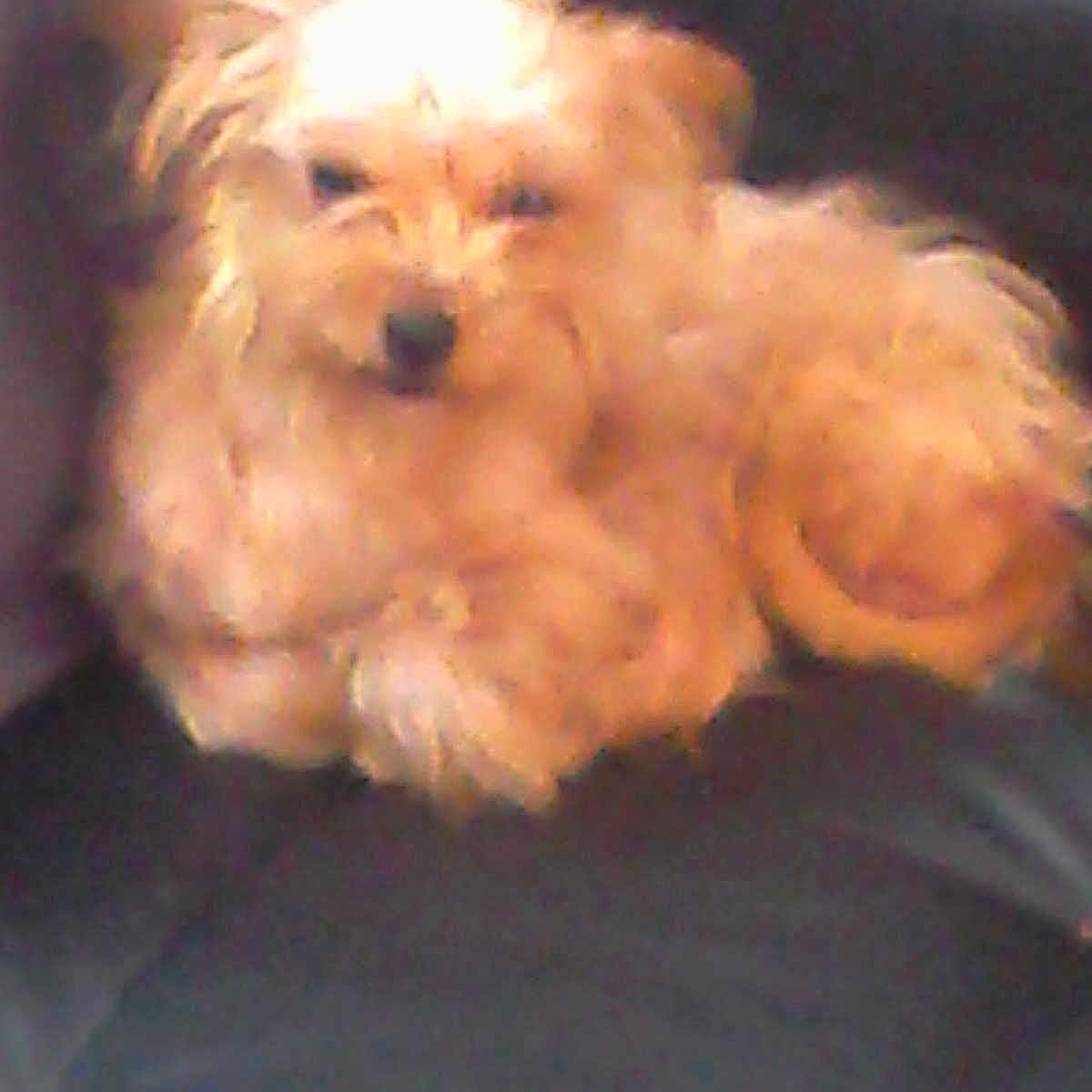 Lili