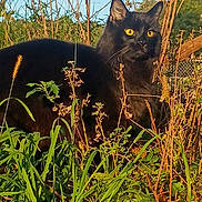 Moe Bob Marley joined the competition — help win amazing prizes! alert, animal, black_cat, blue_sky, cat, close_up, daylight, ears, feline, field, fur, grass, greenery, nature, outdoor, plants, sunlight, whiskers, wildlife, yellow_eyes