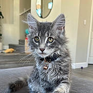 Sunny joined the competition — help win amazing prizes! kitten, cat, gray_cat, long_hair, whiskers, bell_collar, collar, paw, curious, indoor, living_room, couch, mirror, hardwood_floor, staircase, portrait, close_up, pet, fur, eyes