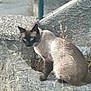 animal, blue_eyes, cat, closeup, concrete, curious, eyes, feline, fur, gray, mammal, nature, outdoor, pet, portrait, siamese_cat, sitting, texture, urban, wildlife