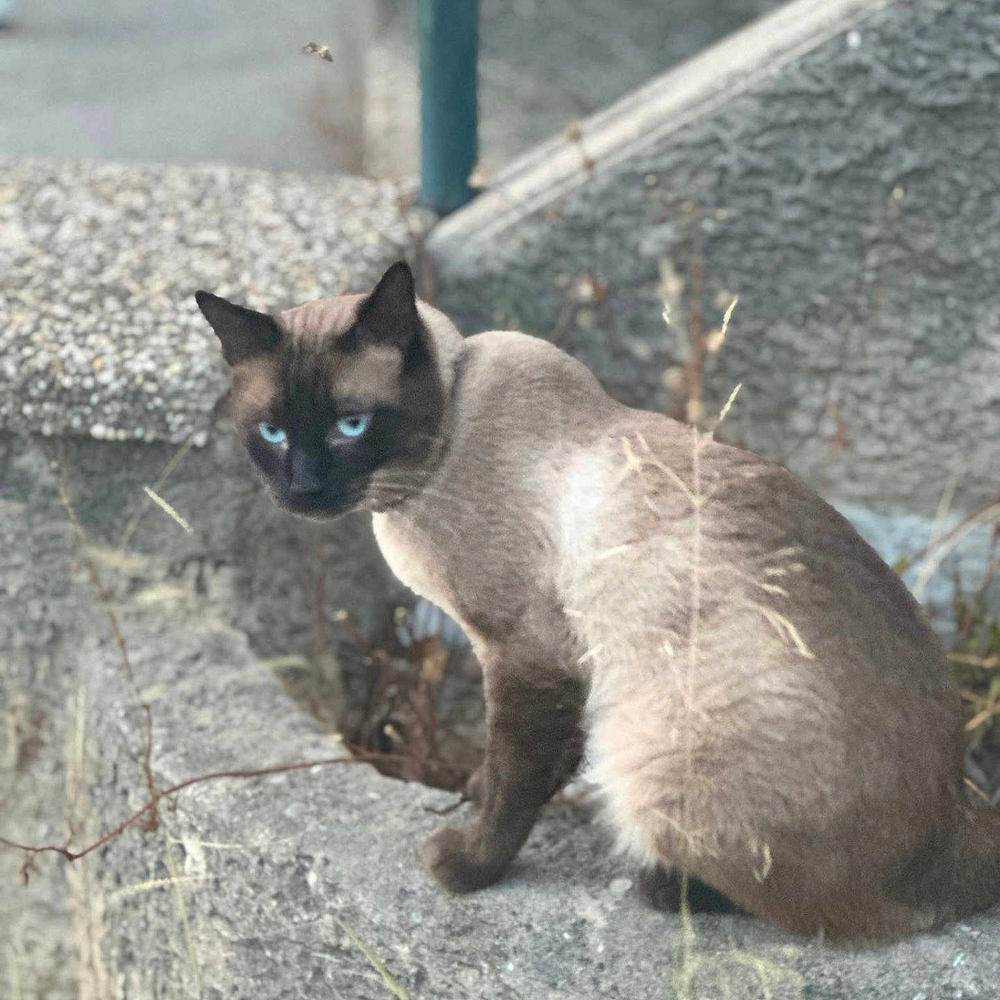 Leo participe au concours pour gagner de l'argent avec cette photo : animal, blue_eyes, cat, closeup, concrete, curious, eyes, feline, fur, gray, mammal, nature, outdoor, pet, portrait, siamese_cat, sitting, texture, urban, wildlife