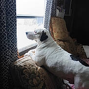 Deisel is registered to the contest to win money with this photo: dog, white_dog, black_spot, couch, patterned_couch, cushion, window, curtains, indoor, pet, animal, looking_out_window, domestic, furniture, resting, side_view, light, shadow, cozy, contemplative