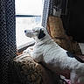 animal, black_spot, contemplative, couch, cozy, curtains, cushion, dog, domestic, furniture, indoor, light, looking_out_window, patterned_couch, pet, resting, shadow, side_view, white_dog, window