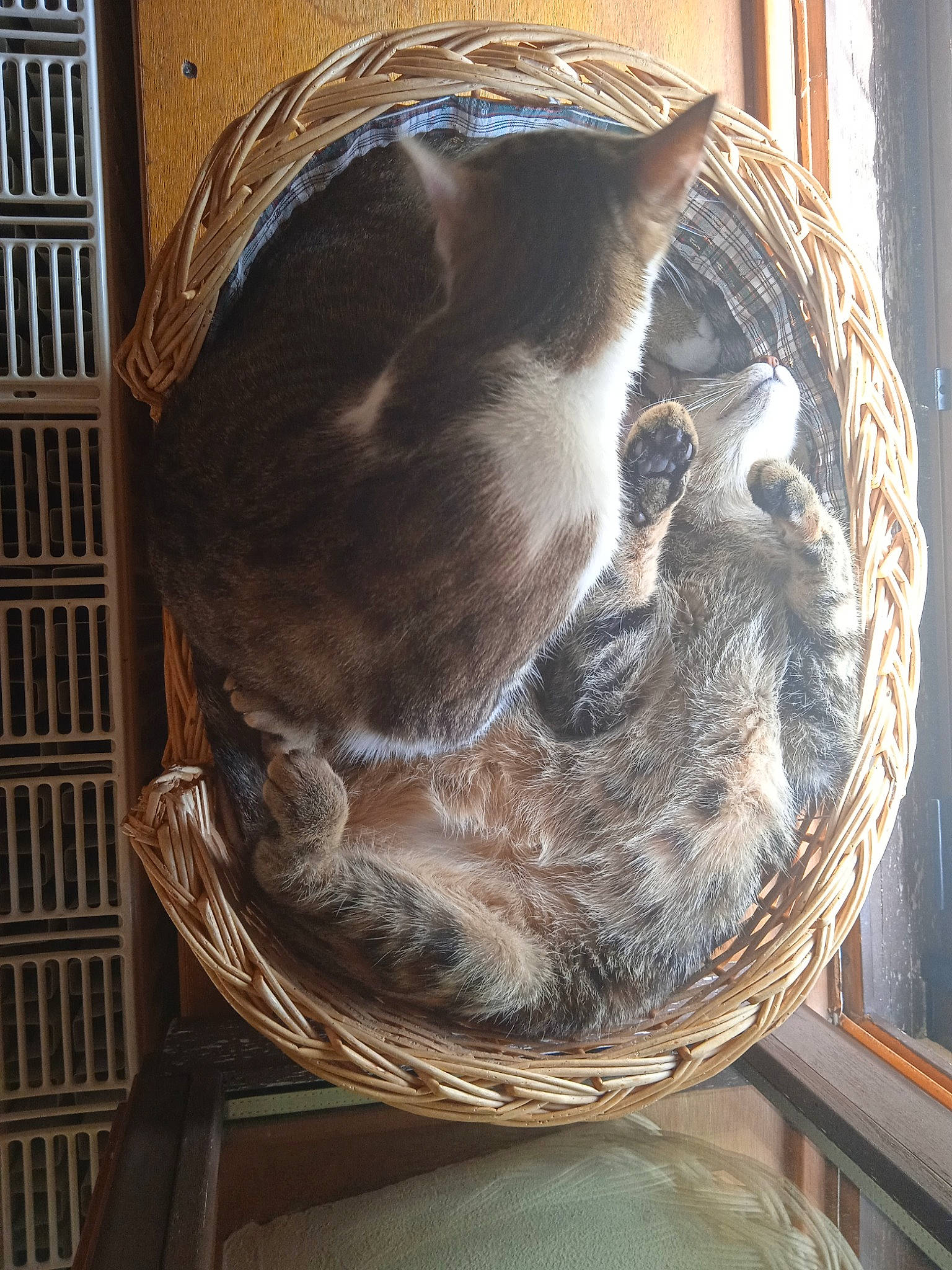 Ruby a rejoint le concours — aidez-le/la à gagner de superbes lots ! carnivore, cat, cat_supply, chair, comfort, felidae, fur, metal, natural_material, pet_supply, small_to_medium_sized_cats, tail, terrestrial_animal, whiskers, wood, working_animal